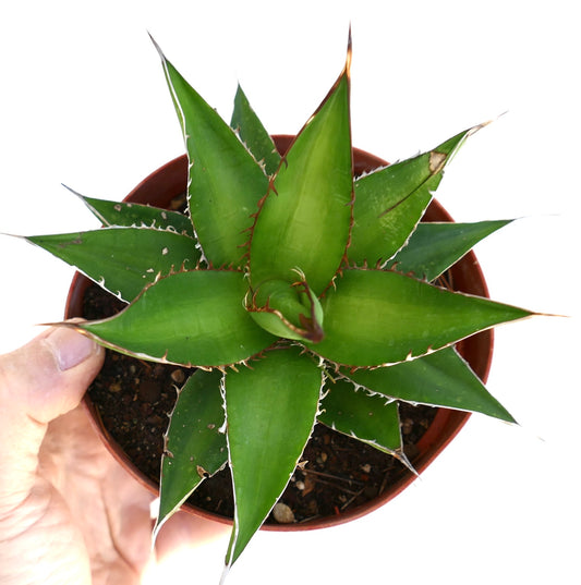 Agave horrida succulent with sharp spines and thick green leaves in a pot