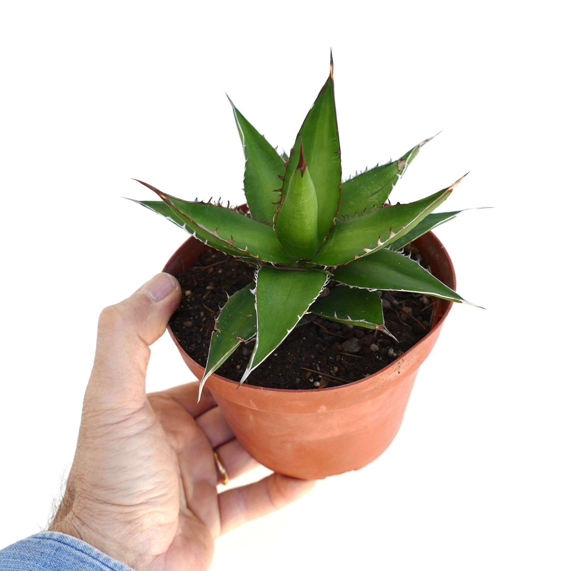 Agave horrida succulent with thick green leaves and sharp brown spines in terracotta pot