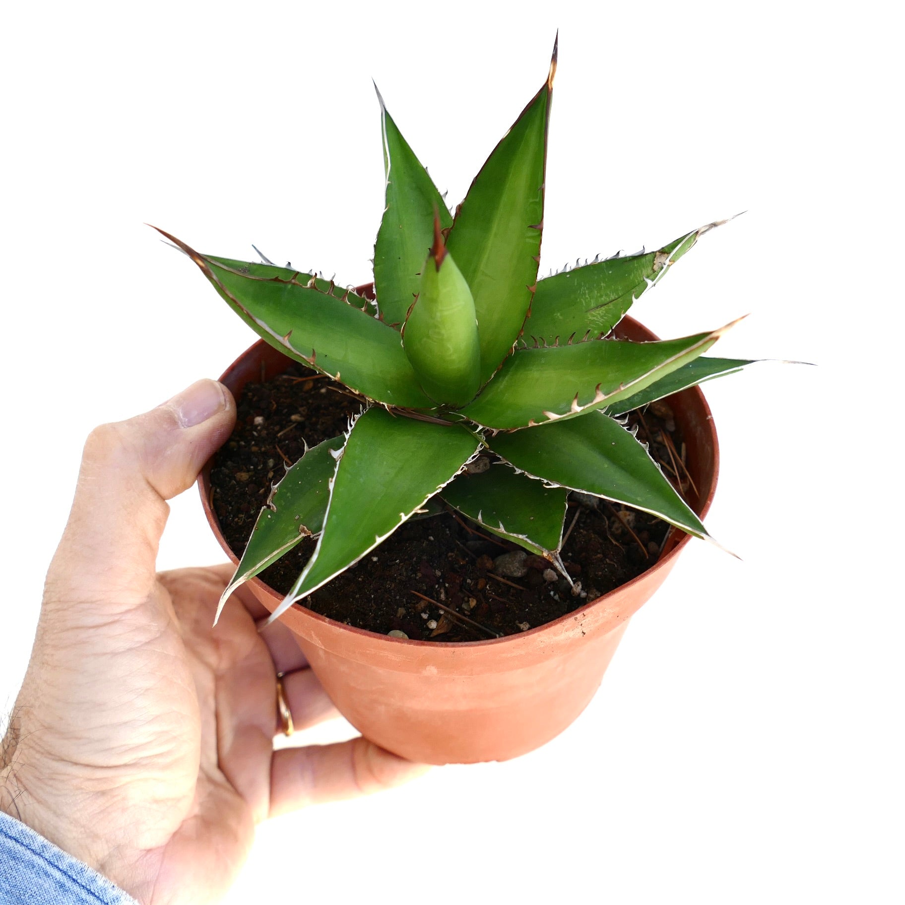 Agave horrida succulent with thick green leaves and sharp brown spines in terracotta pot