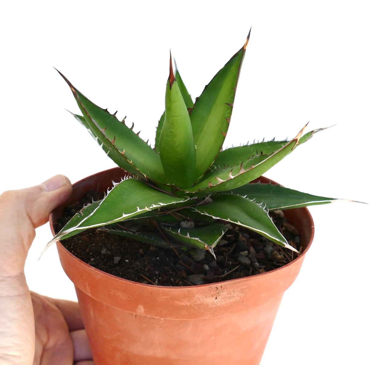 Agave horrida succulent with thick green leaves and sharp brown spines in terracotta pot