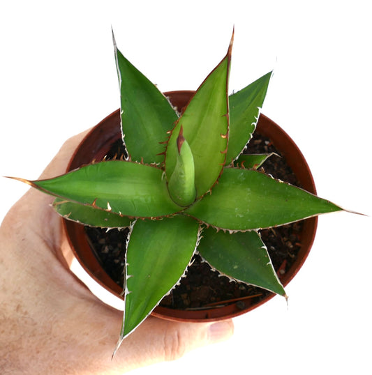 Agave horrida succulent with sharp spines and thick green leaves in small pot