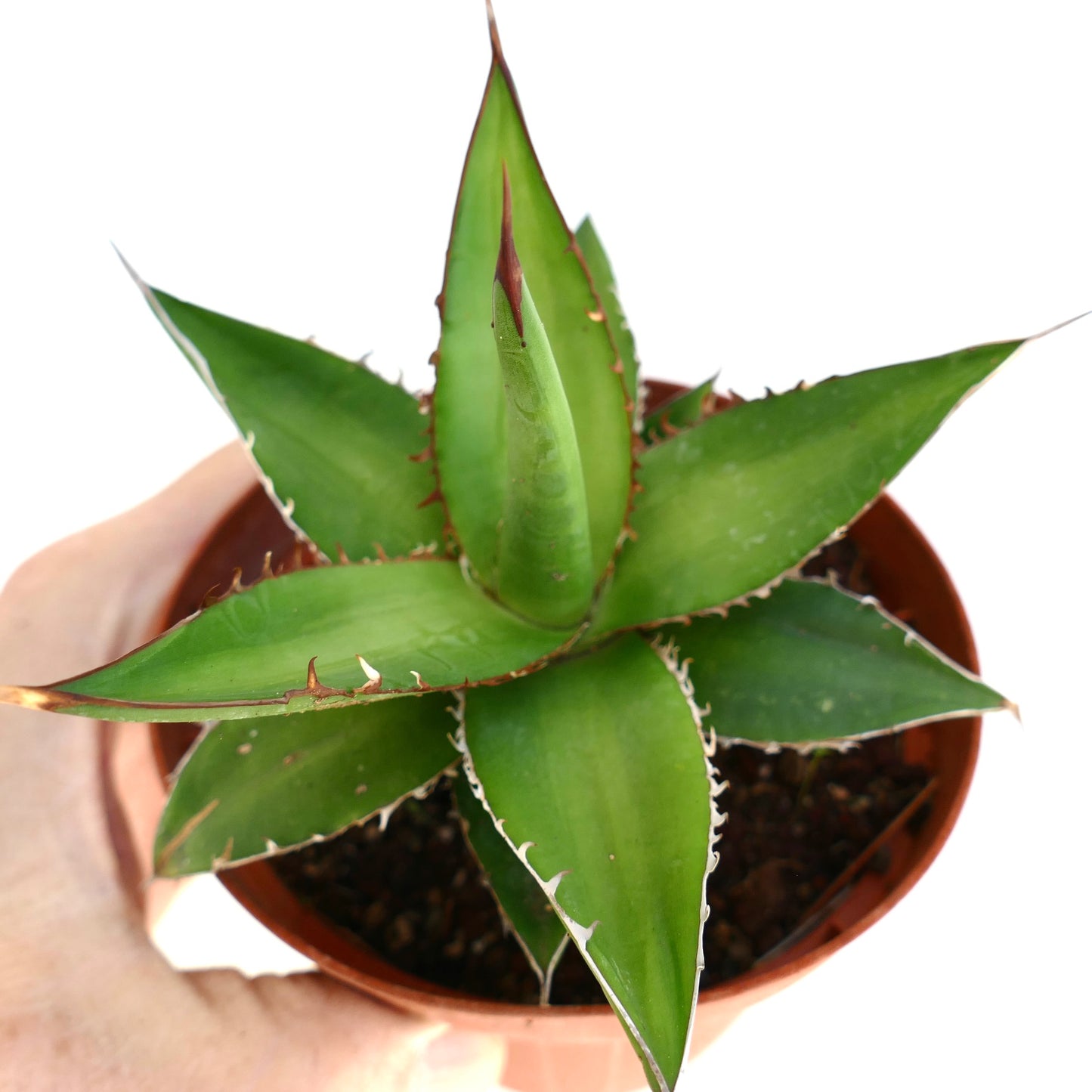 Agave horrida succulent with thick green leaves and sharp brown spines in terracotta pot