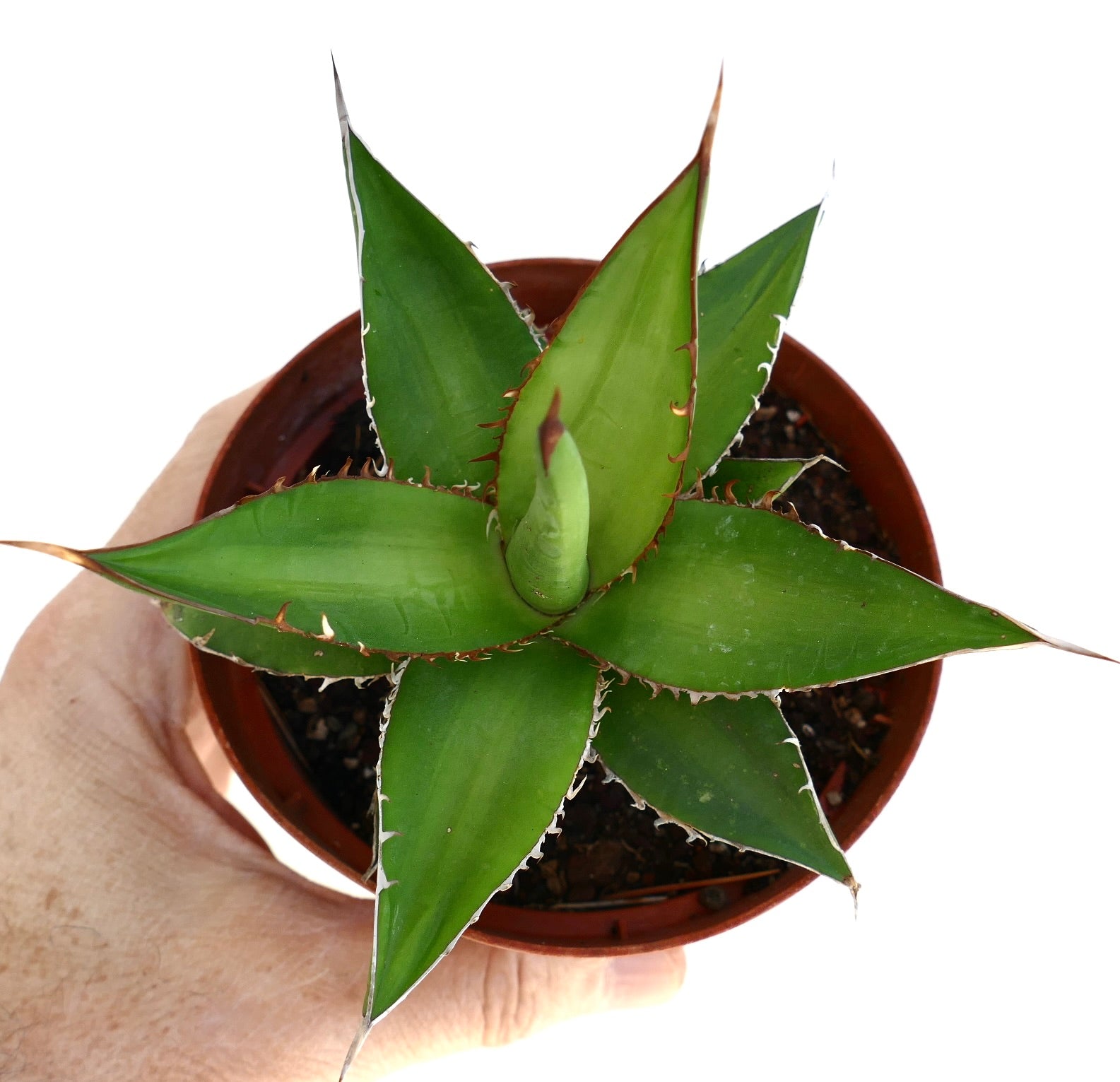 Agave horrida succulent with thick green leaves and sharp reddish-brown spines in pot