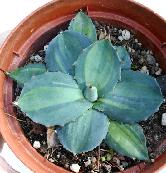 Agave huachucensis BLUE STAR mediopicta VARIEGATED succulent with blue-green variegated leaves and sharp spines
