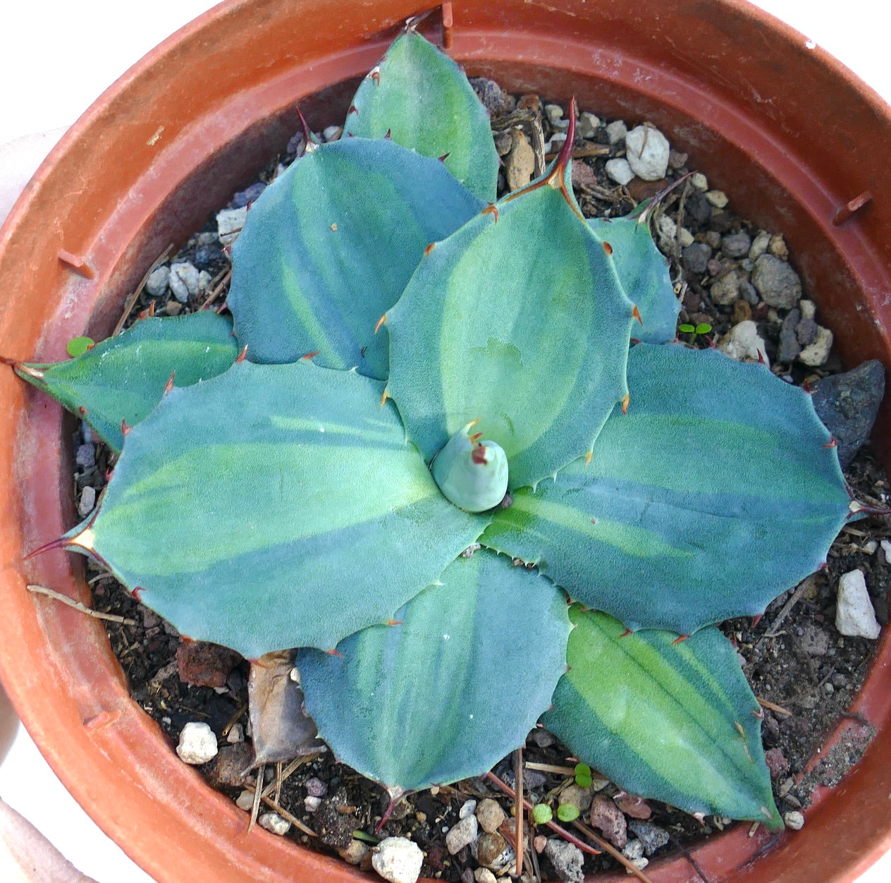 Agave huachucensis BLUE STAR mediopicta VARIEGATED succulent with blue-green variegated leaves and red spines