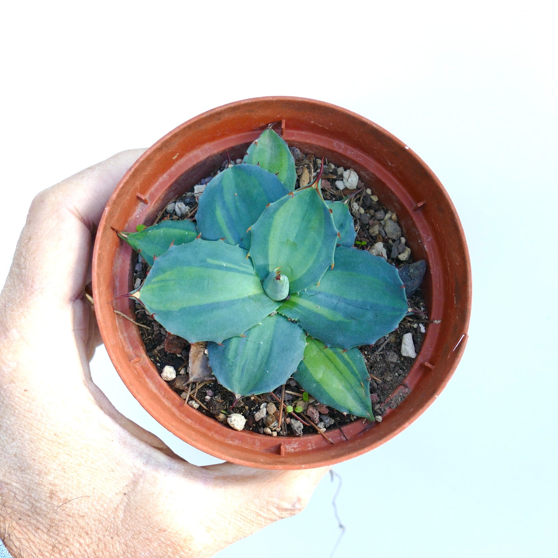 Agave huachucensis BLUE STAR mediopicta VARIEGATED succulent with blue-green variegated leaves and red spines