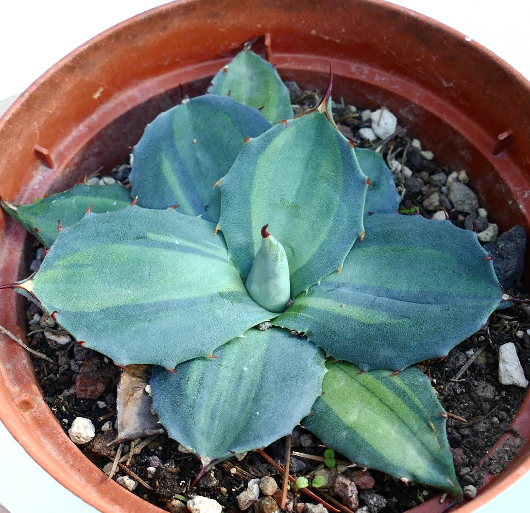 Agave huachucensis BLUE STAR mediopicta VARIEGATED succulent with blue-green variegated leaves and sharp spines