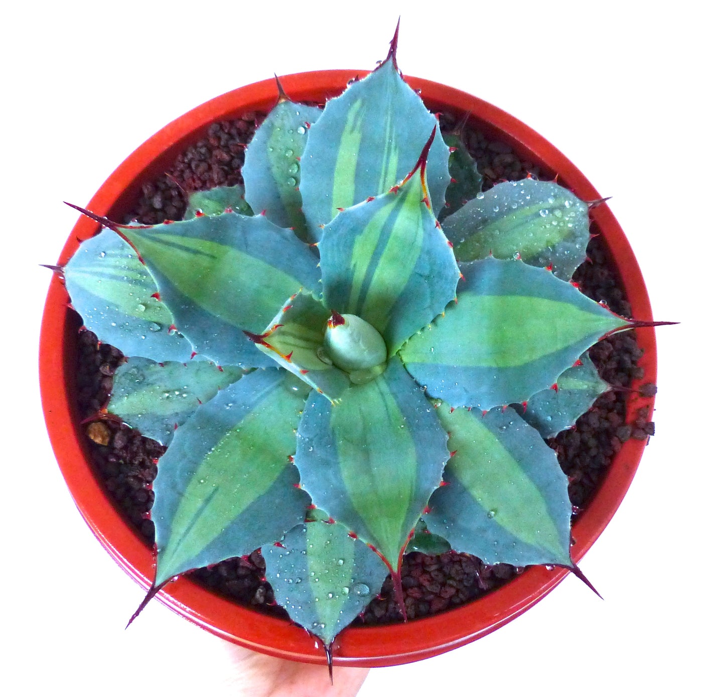 Agave huachucensis BLUE STAR mediopicta VARIEGATED rare succulent with blue-green variegated leaves and red spines