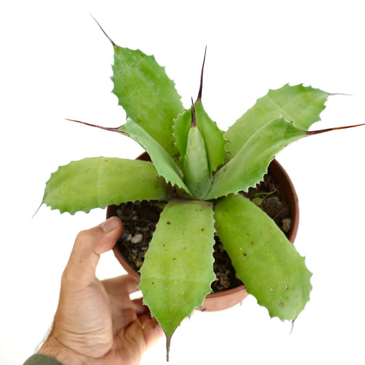 Agave huntington cv BECKY succulent with broad green leaves and prominent dark spines in pot