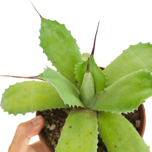 Agave huntington x cv BECKY succulent with thick green leaves and prominent brown spines