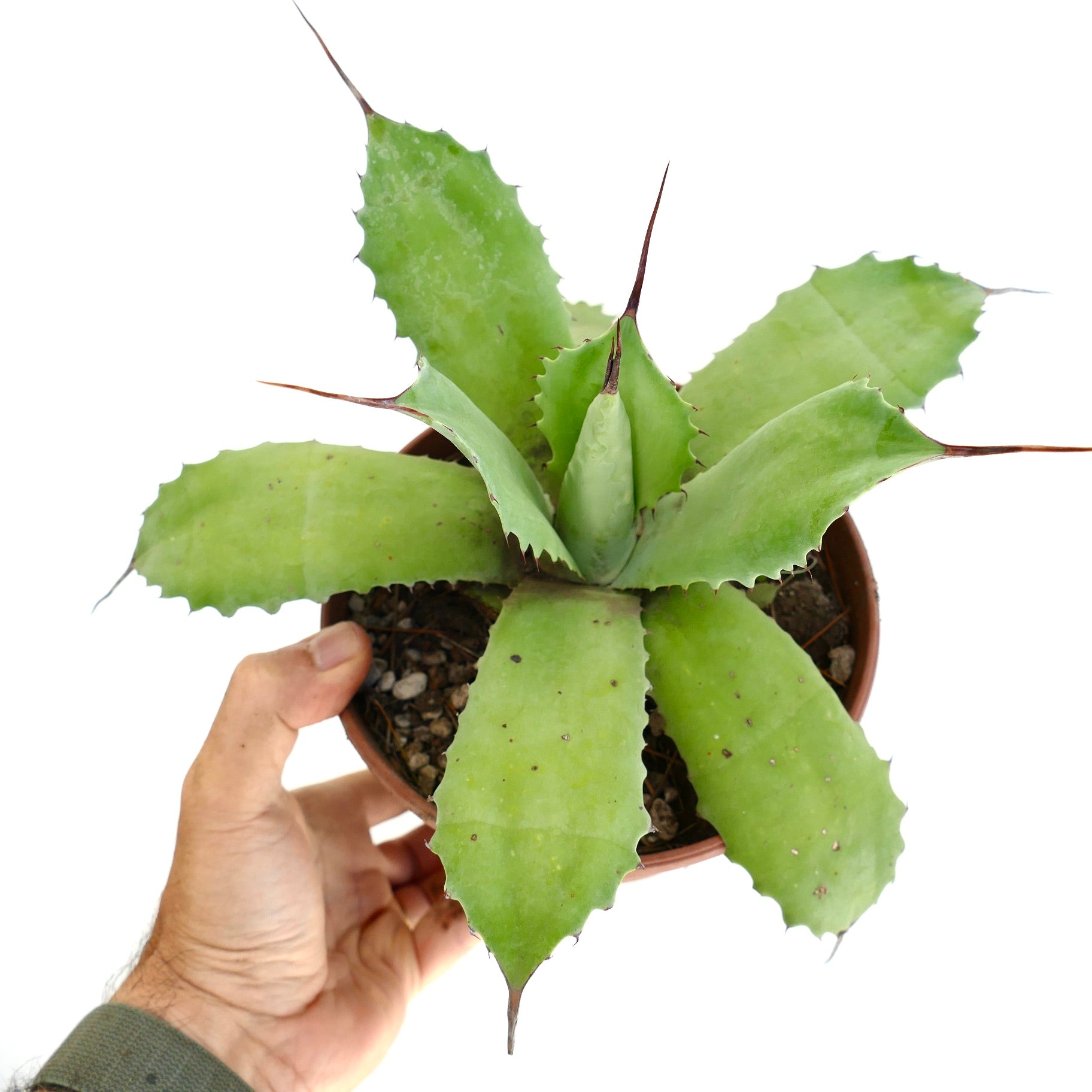 Succulenta Agave huntington con larghe foglie verdi e spine marroni prominenti in vaso