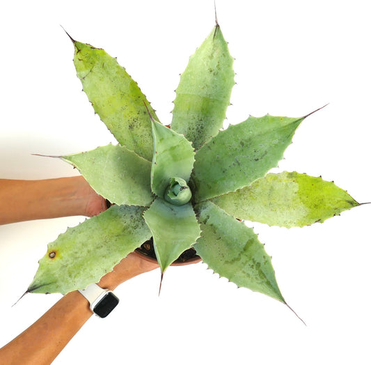 Agave hurteri X Agave ovatifolia X Agave eborispina F3 succulent rosette with broad spiny leaves and pale green color
