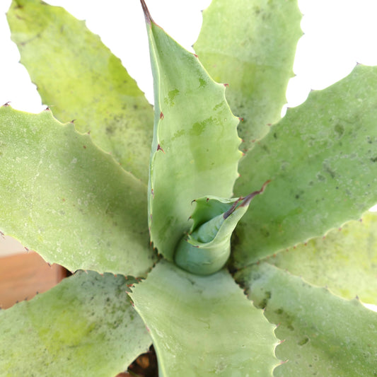 Agave hurteri X Agave ovatifolia X Agave eborispina F3 succulent rosette with broad spiny light green leaves