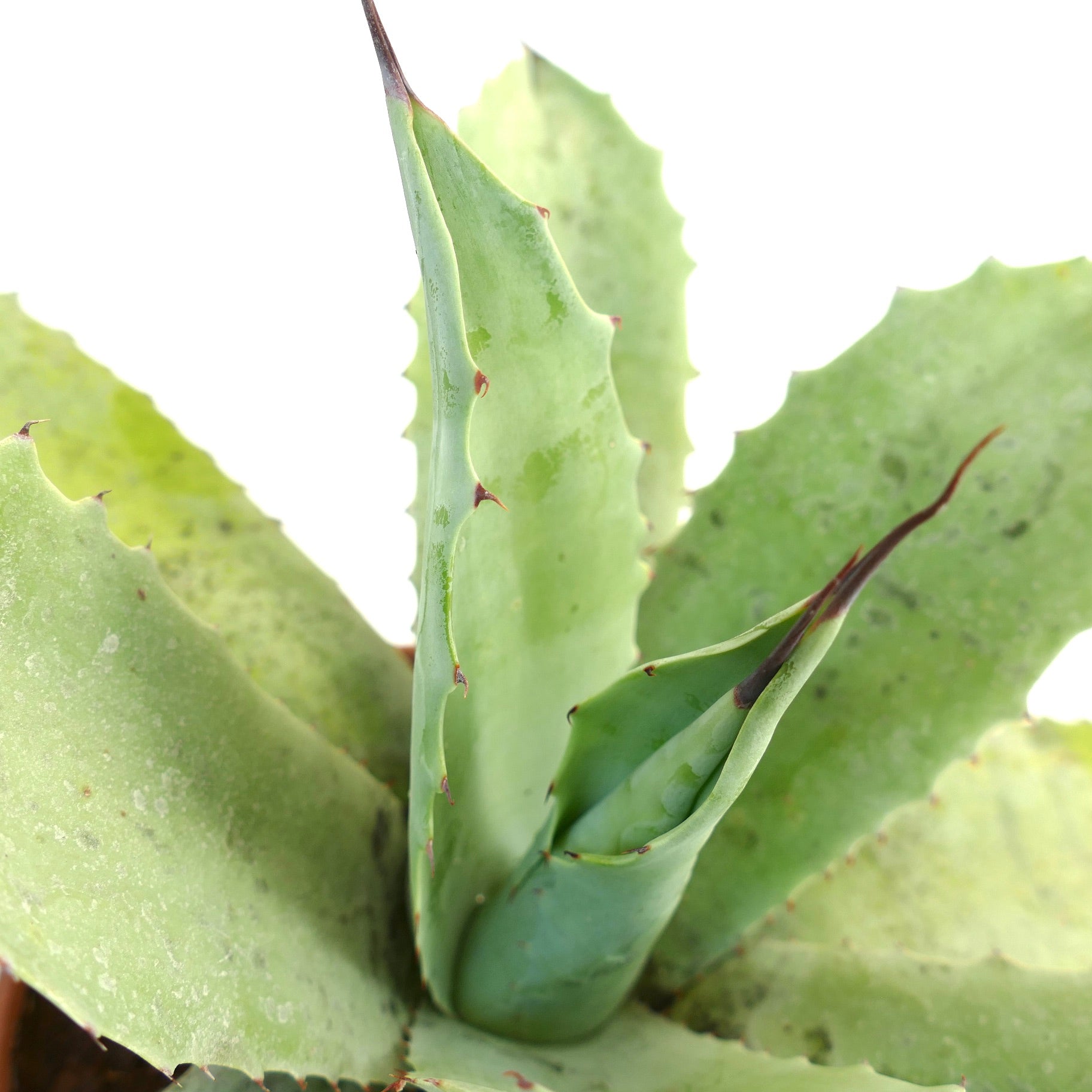 アガベ・フルテリ X アガベ・オバティフォリア X アガベ・エボリスピナ F3 多肉植物、厚みのある緑色の葉と鋭い茶色の棘付き