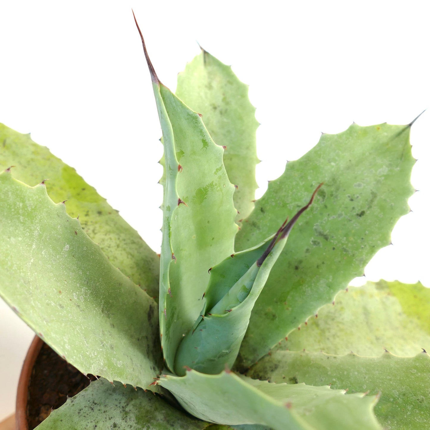 アガベ・ハルテリー × アガベ・オバティフォリア × アガベ・エボリスピナ F3 多肉植物、幅広のとげのある淡い緑色の葉