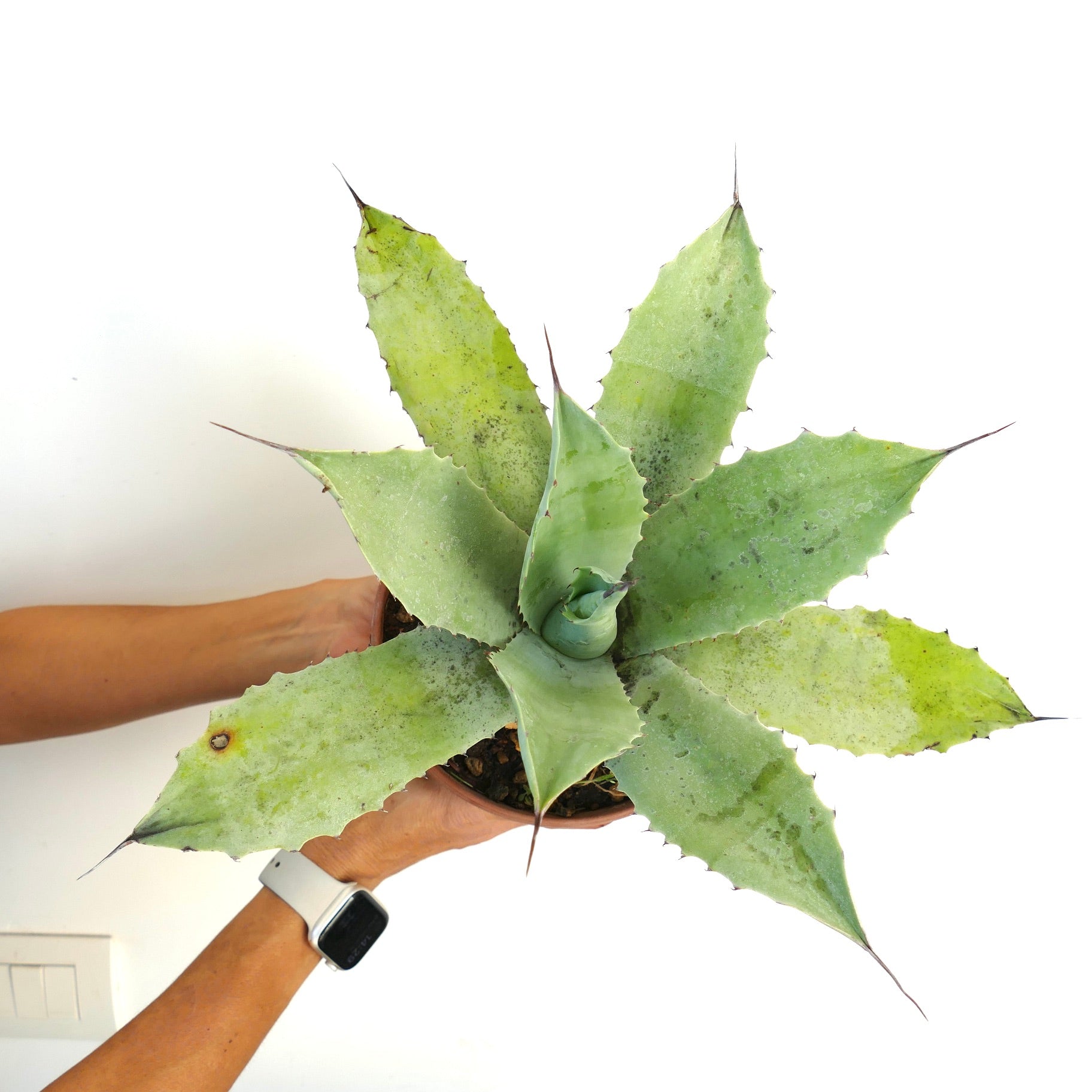 アガベ・フルテリ × アガベ・オバティフォリア × アガベ・エボリスピナ F3 多肉植物、幅広い棘のある葉と淡い緑色のトーン