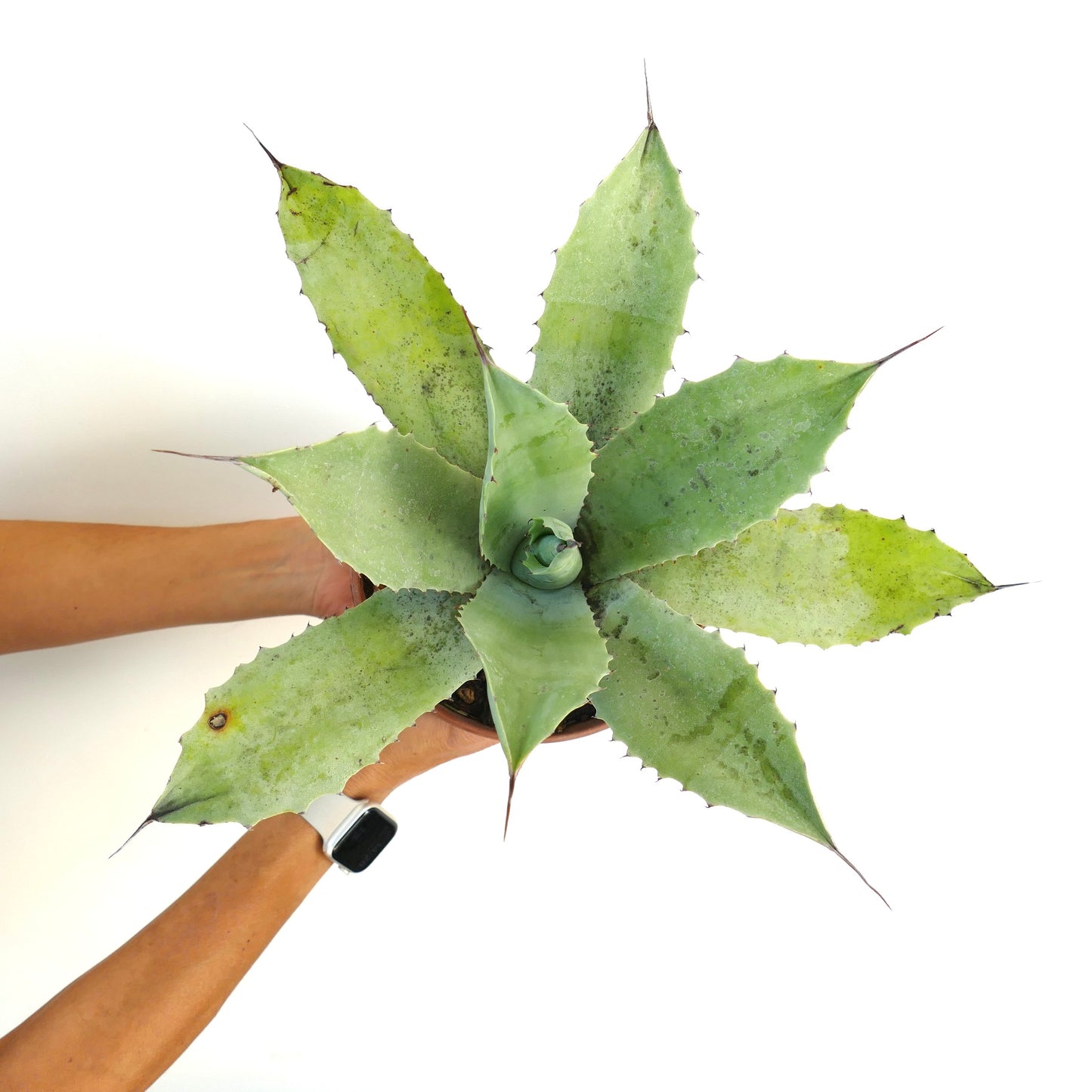 アガベ・フルテリ × アガベ・オバチフォリア × アガベ・エボリスピナ F3 多肉質のロゼット、厚くてとげのある葉付き