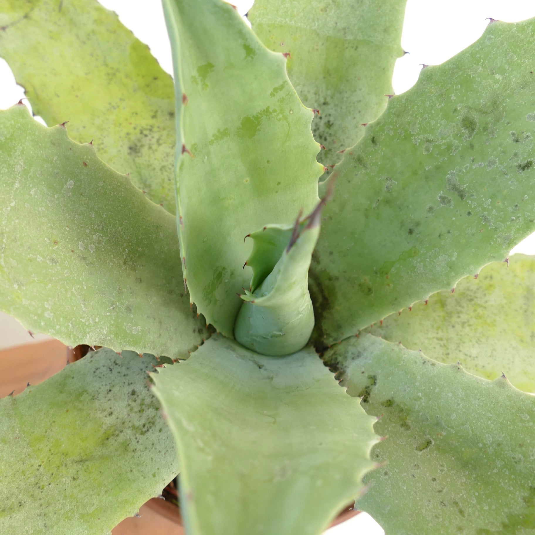 アガベ・ハーテリー × アガベ・オバティフォリア × アガベ・エボリスピナ F3 多肉植物、幅広い棘のある淡緑色の葉