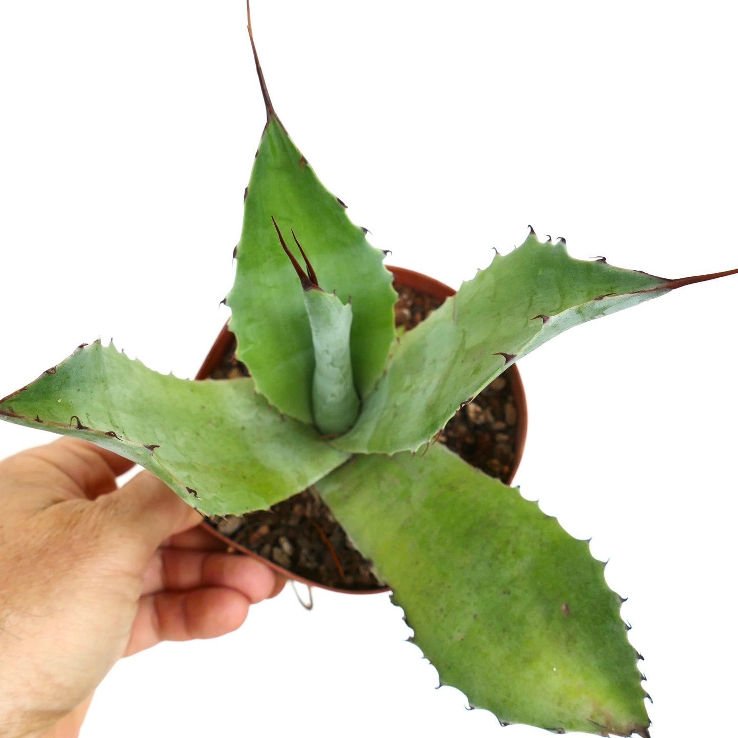 Agave ovatifolia X Agave parrasana (20cm) 35Q-CEL