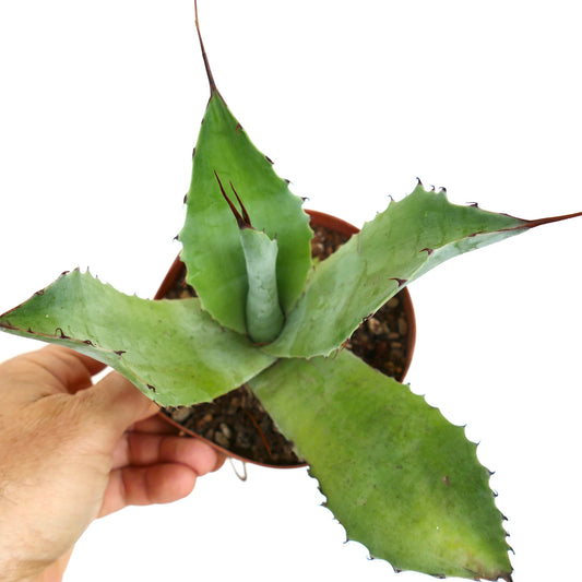 Agave ovatifolia X Agave parrasana 35Q-CEL