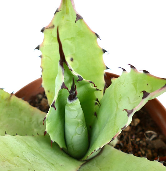 Agave bovicornuta X Agave parryi D7-ROS