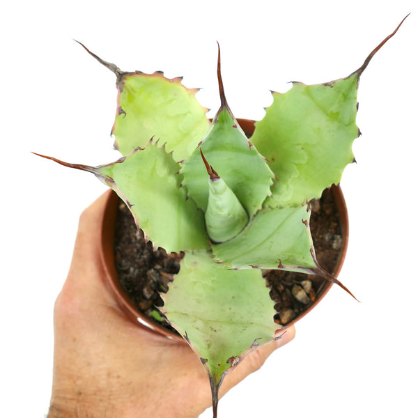 Agavehybrid-1_6d8cd5c0-57b1-