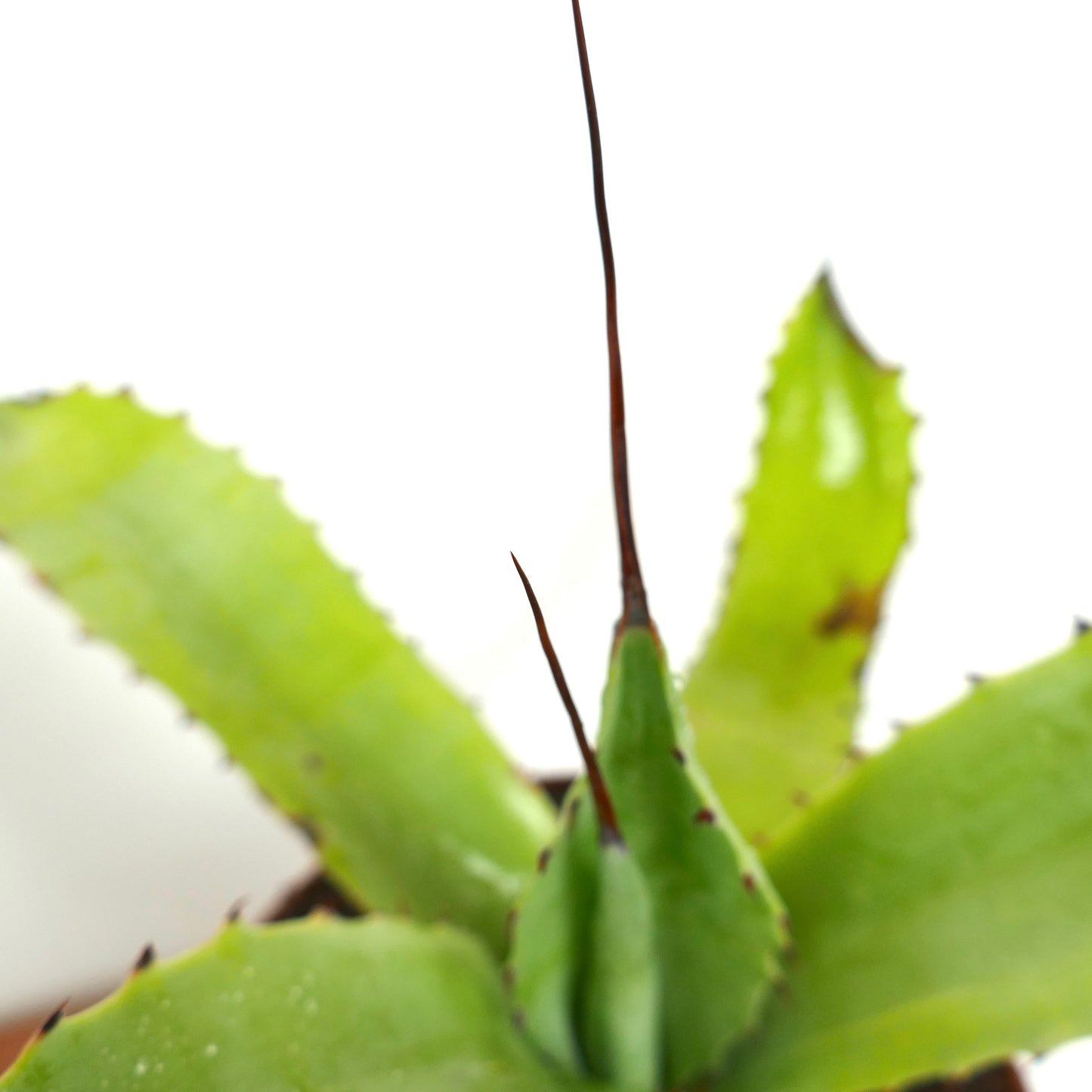 Agave eborispina X cerluata VARIEGATED VARIEGATED C397-ROS