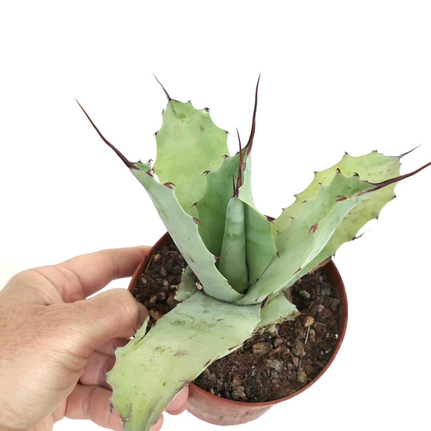 Agave verschaffeltii X cerulata X ovatifolia (29cm) LM32-CEL