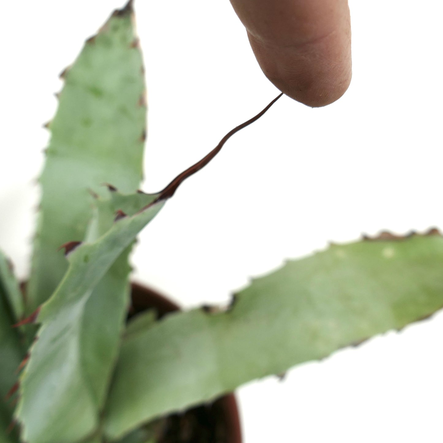 Agave cerulata var. cerulata X eborispina GREY FROM YN8-ROS