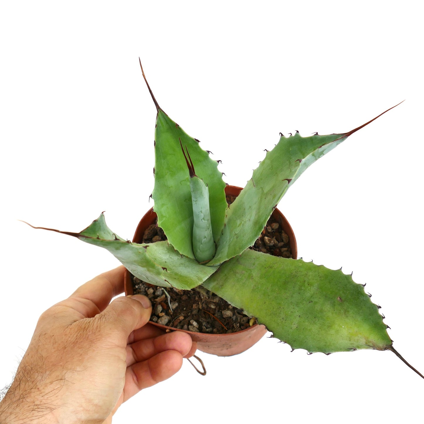 Agave ovatifolia X Agave parrasana (20cm) 35Q-CEL