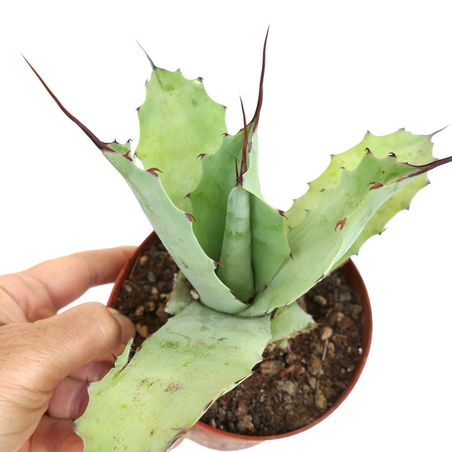 Agave verschaffeltii X cerulata X ovatifolia (29cm) LM32-CEL