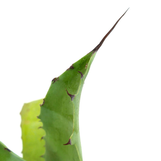 Agave americana X Agave eborispina (28cm) GH8-CEL