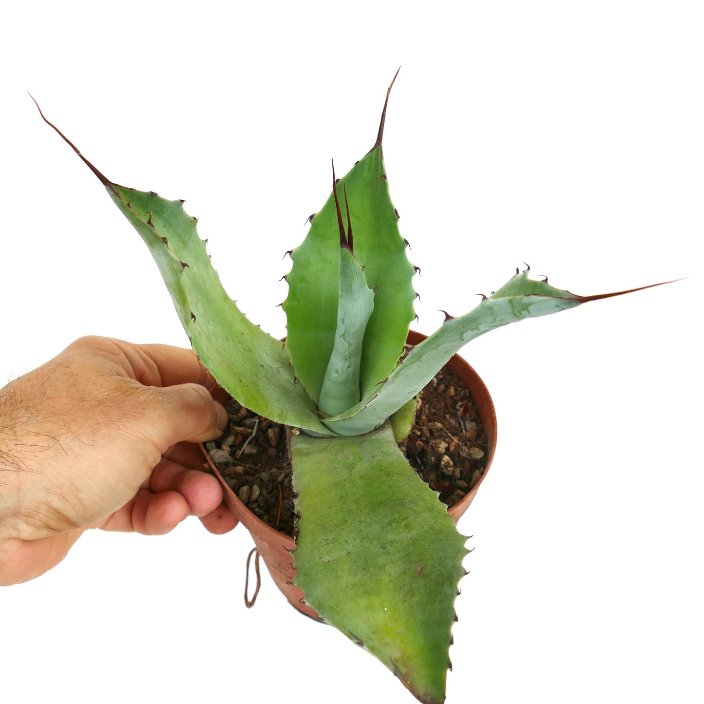 Agave ovatifolia X Agave parrasana (20cm) 35Q-CEL