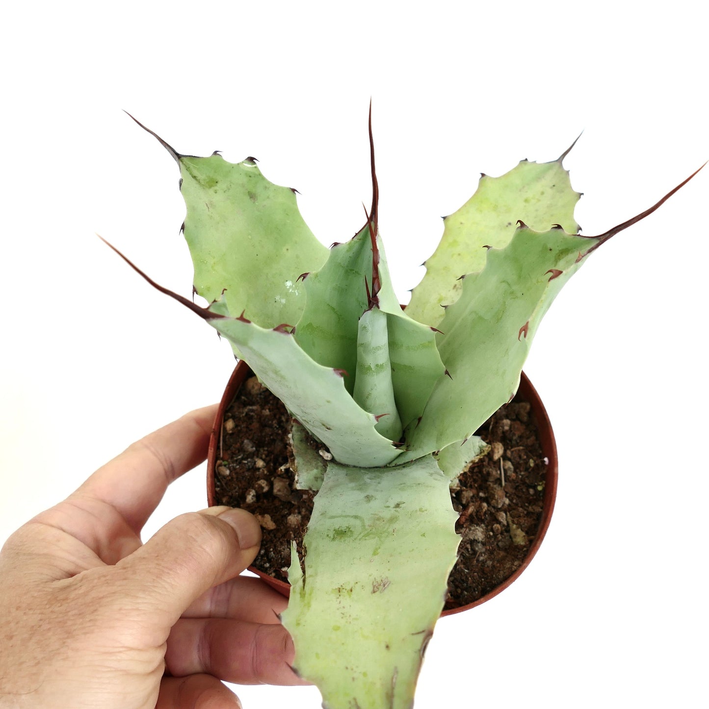 Agave verschaffeltii X cerulata X ovatifolia (29cm) LM32-CEL