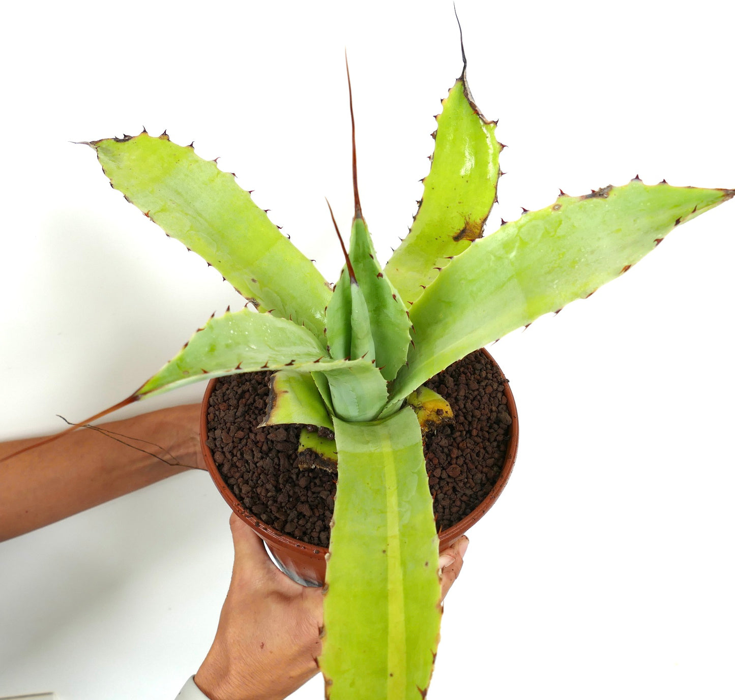 Agave eborispina X cerluata VARIEGATED VARIEGATED C397-ROS