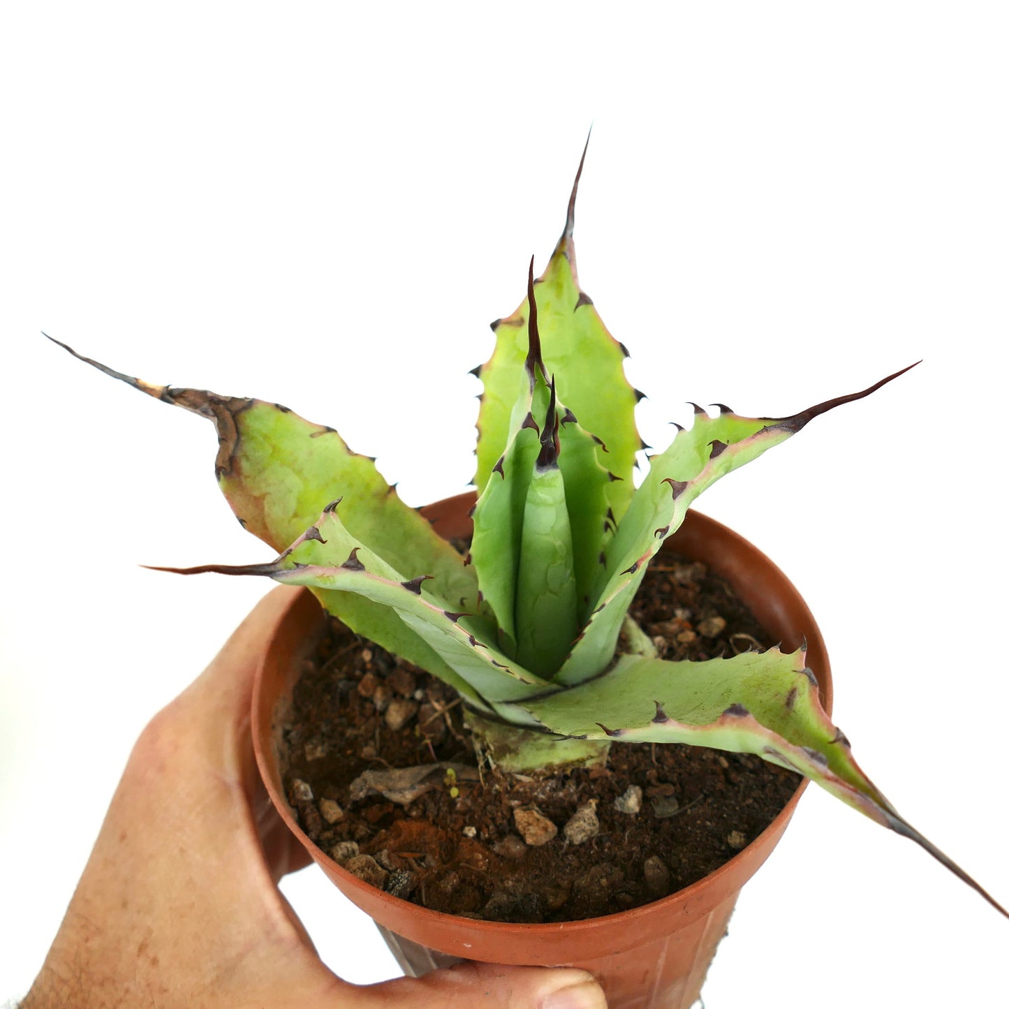 Agave bovicornuta X Agave parryi D7-ROS