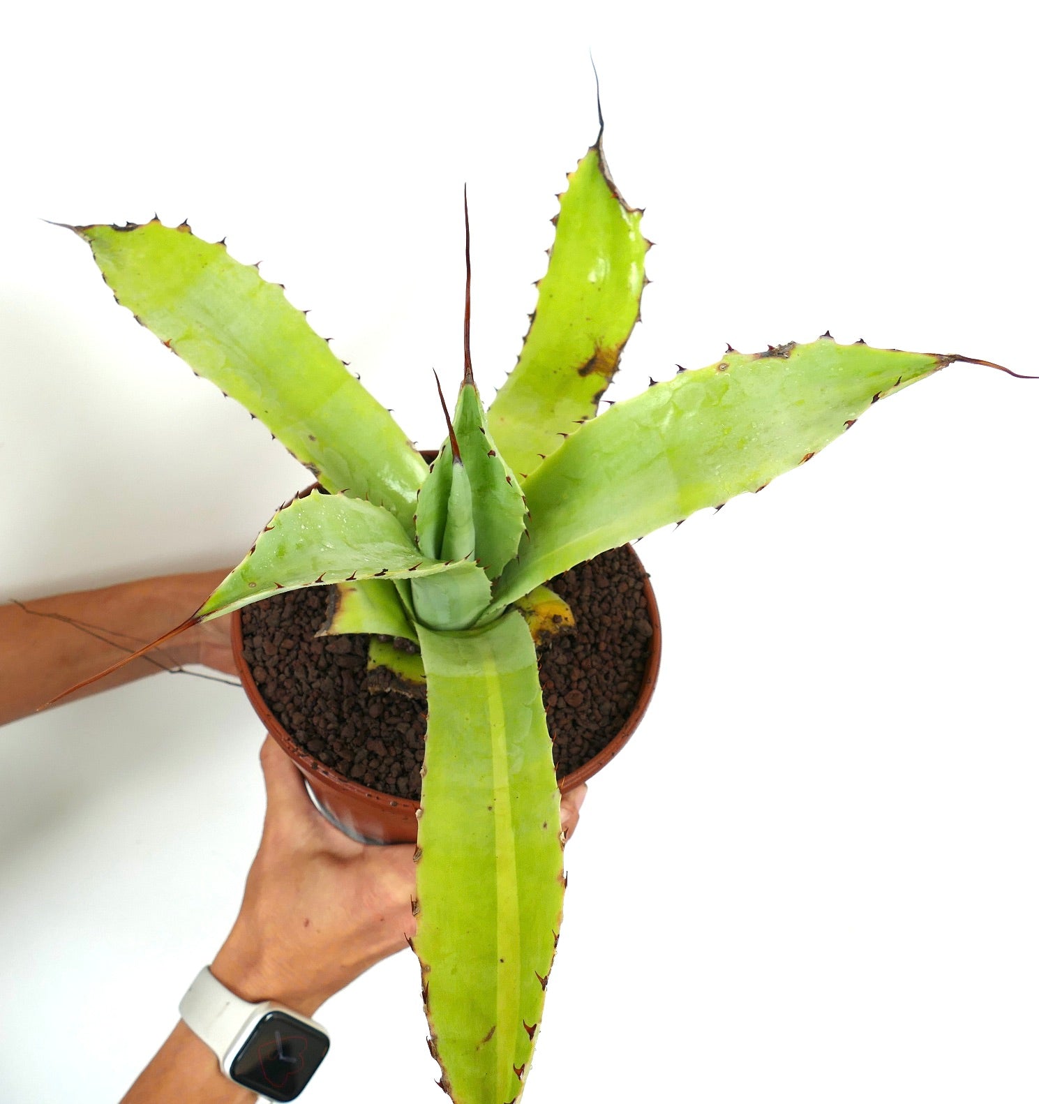 アガベ　セルシーノバ　中斑　特別斑 アガベ セルシーノバ 中斑 特別斑 Yahoo!オークション