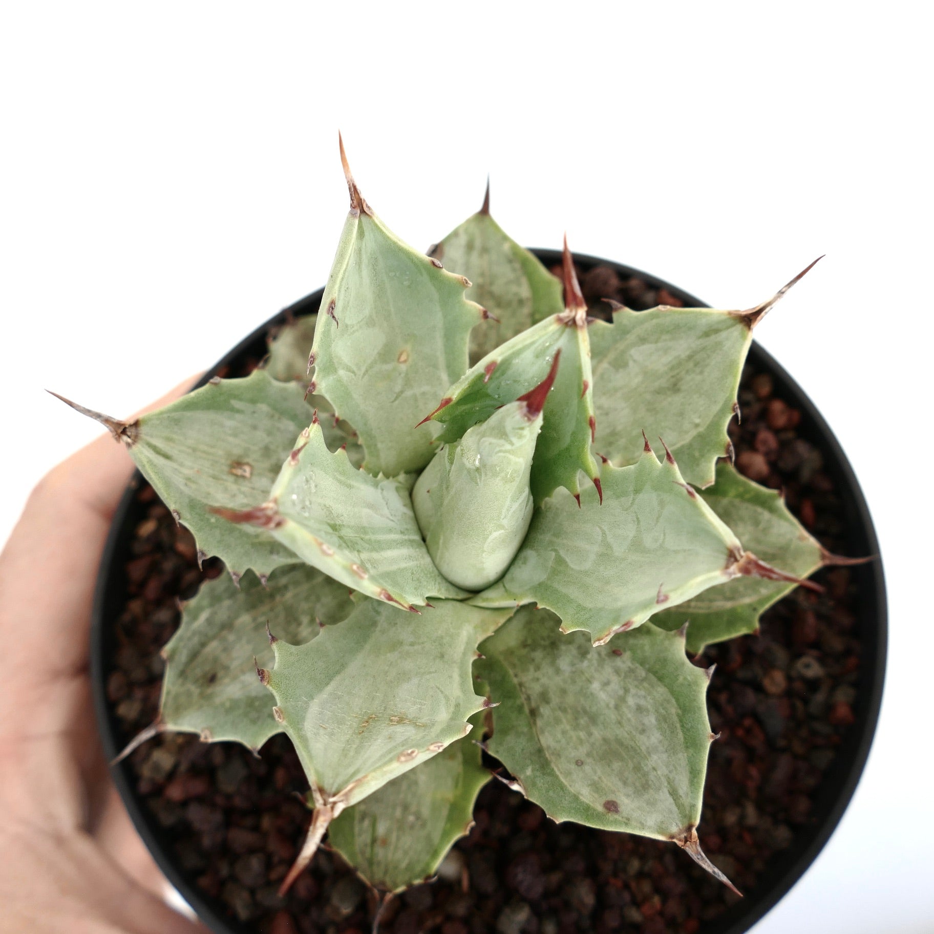 Agave isthmensis cv BECKY succulent with thick blue-green leaves and sharp reddish spines