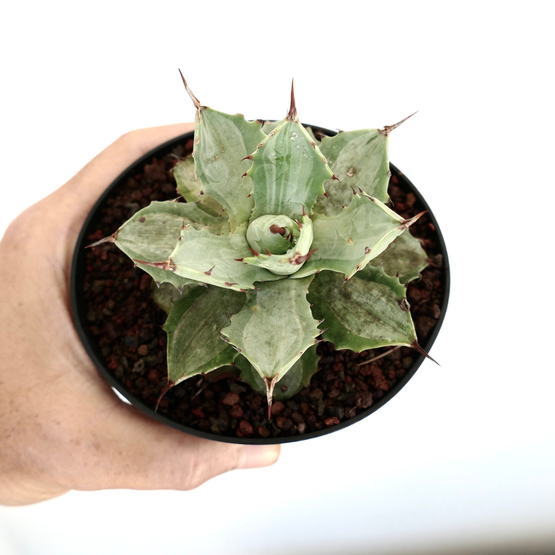 Agave isthmensis succulent with thick spiny leaves and rosette growth pattern