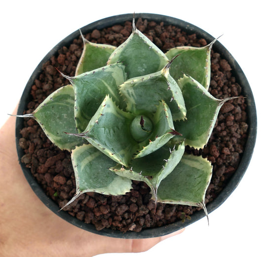 Agave isthmensis cv DELAWARE sukkulent med tykke, tornerike blader og lyse, brokete kanter i potte