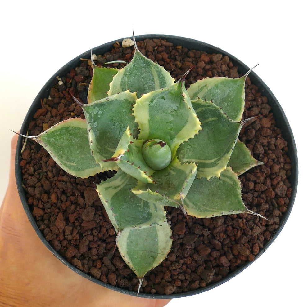 Agave isthmensis cv DELAWARE variegated ex NCS U.S.A.