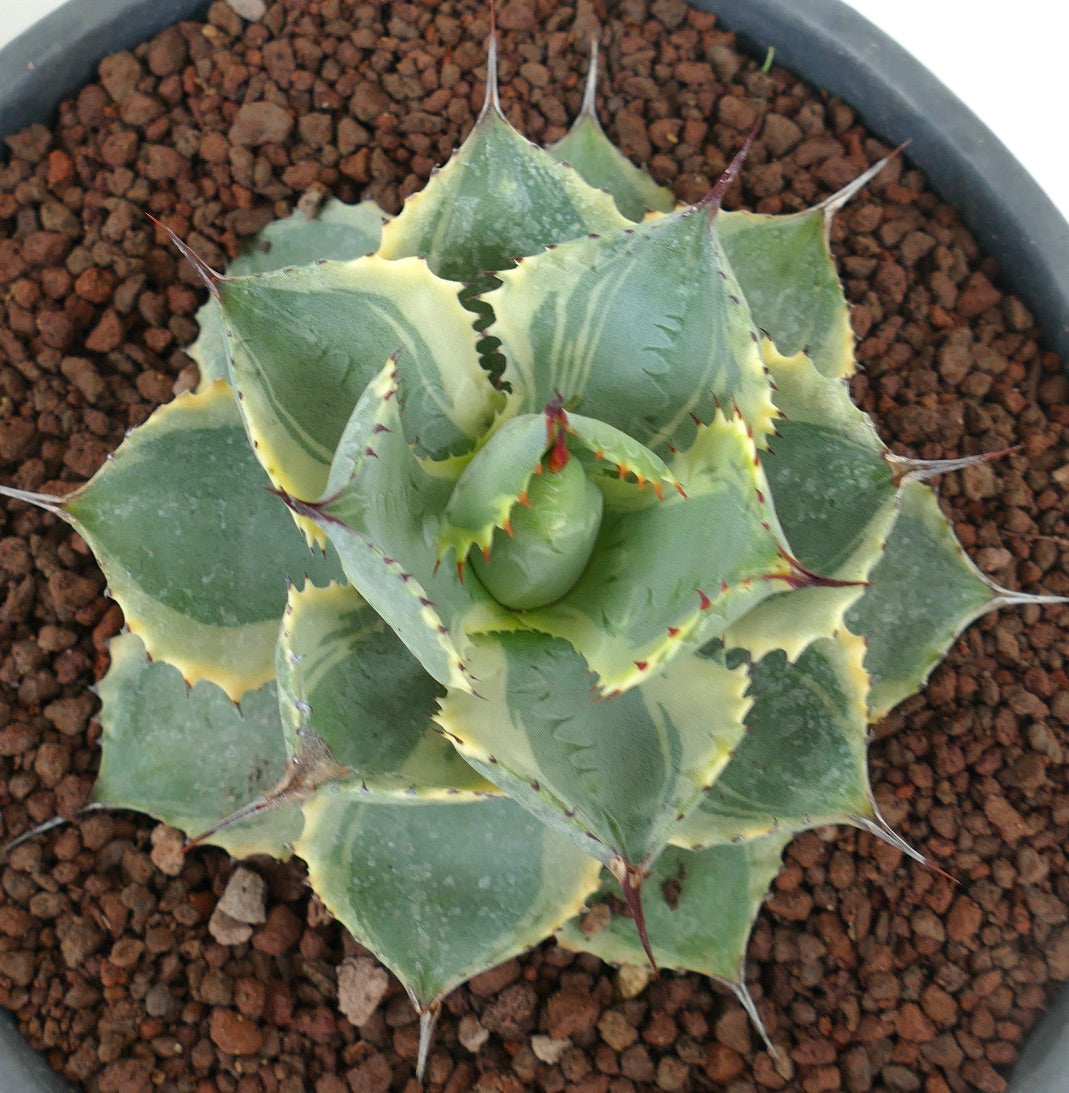 Agave isthmensis cv DELAWARE variegated ex NCS U.S.A.