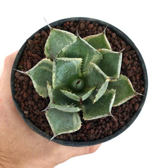 Agave isthmensis cv DELAWARE sukkulent med tykke, variert fargede blader og skarpe torner i potte
