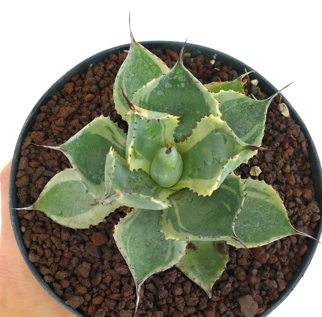 Agave isthmensis cv DELAWARE variegated ex NCS U.S.A.