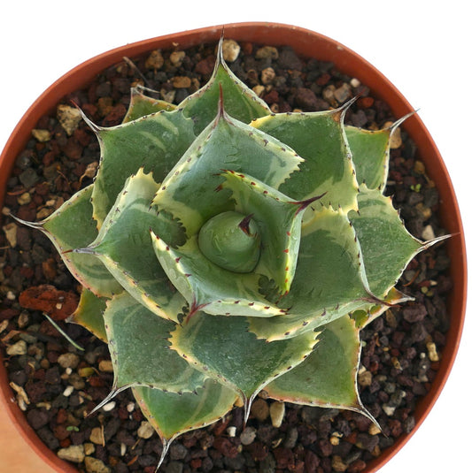 Agave isthmensis cv DELAWARE variegated ex NCS U.S.A.