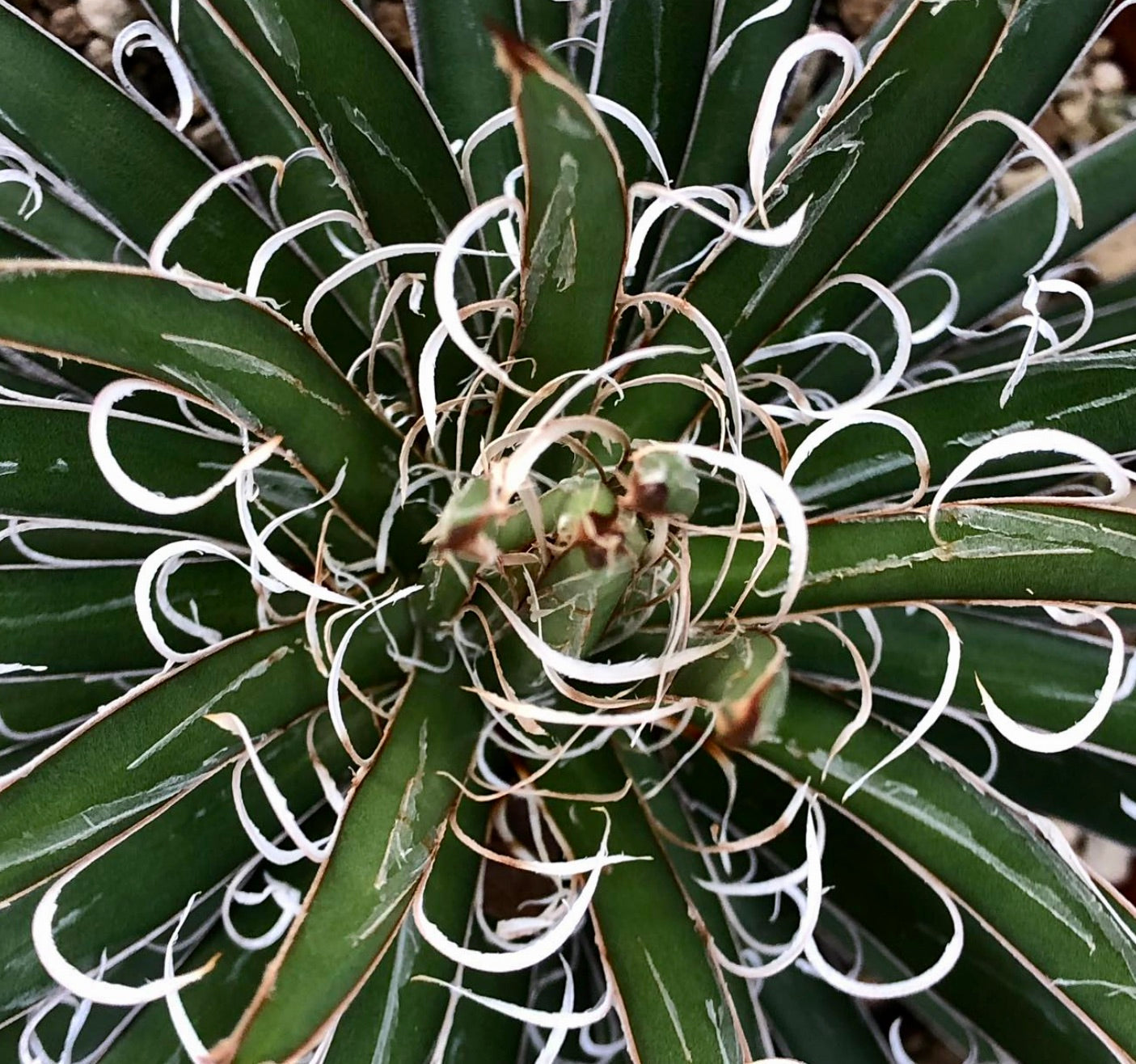 Agave leopoldii succulent with dark green leaves and curly white filaments close-up