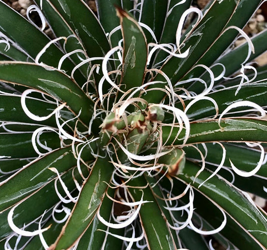 Agave leopoldii succulent with dark green leaves and curly white filaments close-up