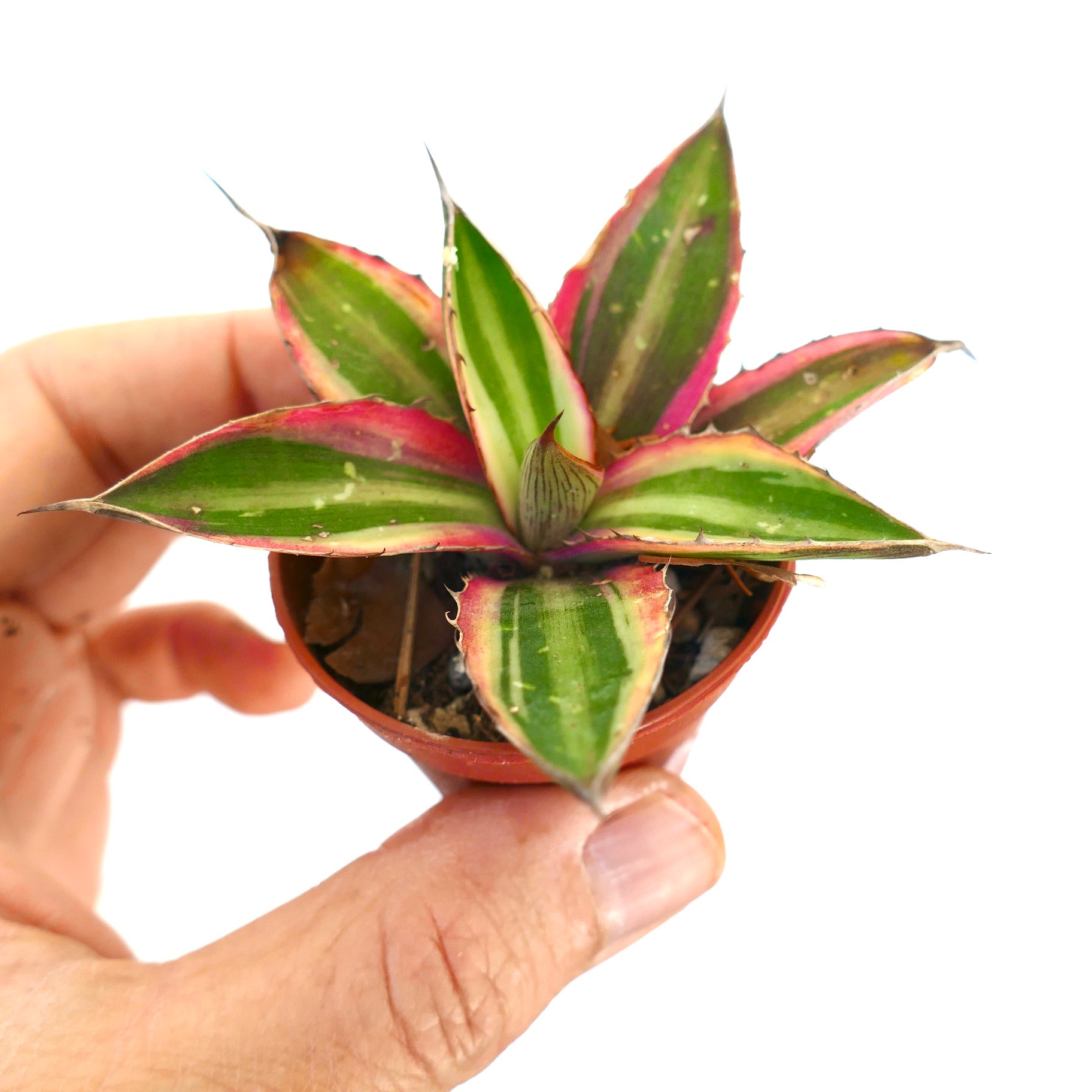 Agave lophantha quadricolor variegert sukkulent med grønne blader med rosa kanter og skarpe pigger