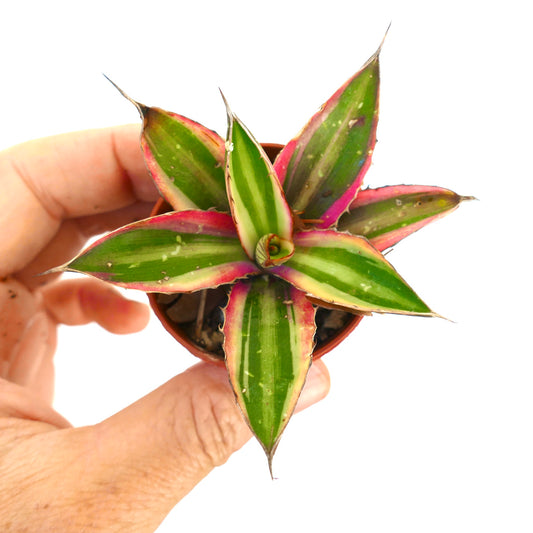 Agave lophantha quadricolor variegated succulent with green and pink edged leaves and sharp tips