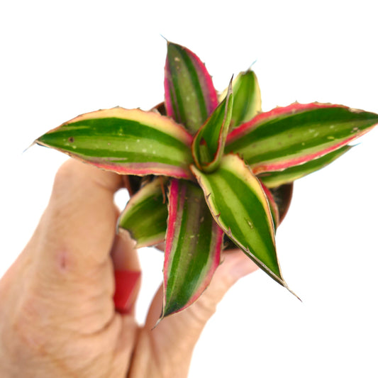 Agave lophantha quadricolor variegated succulent with green leaves and pink margins held in hand